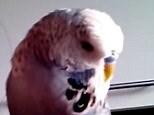 Millennium Budgie! Bird does uncanny impression of Star Wars' R2-D2