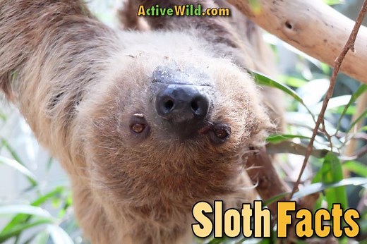 Sloth Facts For Kids & Adults: Pictures, Information & Video. Discover This Awesome Slow-Moving Rainforest Mammal.