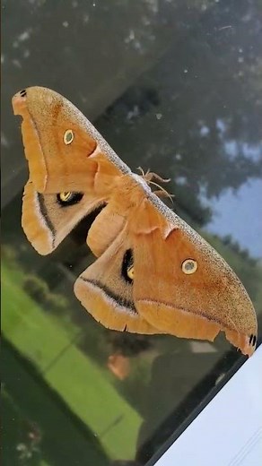 Silk Moth (Polyphemus moth)