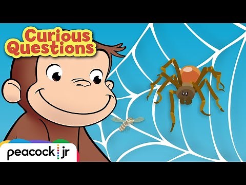 Why Do Spiders Build Webs? | CURIOUS QUESTIONS