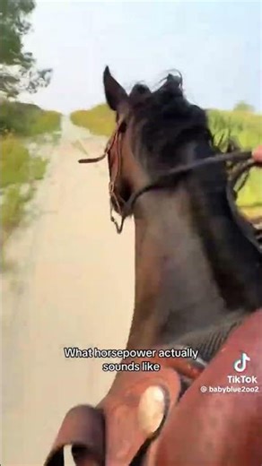 #horse #equestrianjourney #horseenthusiast #equestrian #horsefan #rodeo #cowboys