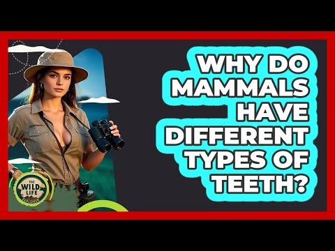 Why Do Mammals Have Different Types Of Teeth?