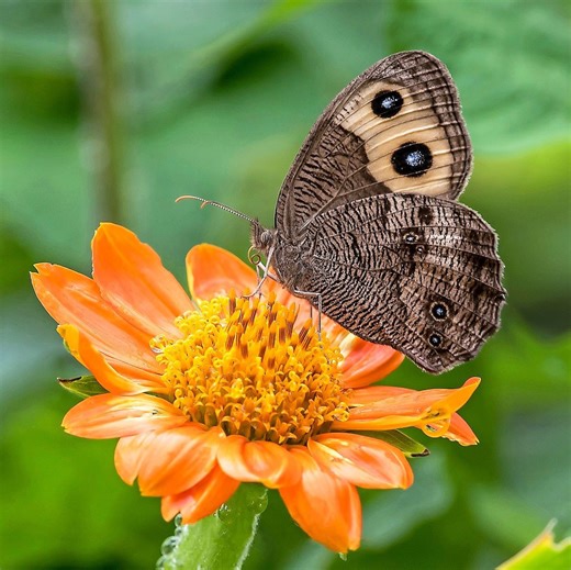 Identify and Attract a Common Wood Nymph Butterfly