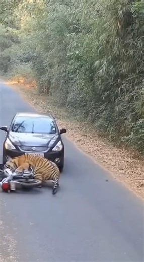 Tiger Attack Robber #tiger #tigerattack #sora #ai