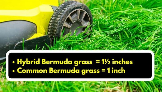 Bermuda Grass Mowing Height, Frequency, Seasons and Tips