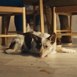 29 reactions · 8 comments | Leave the chaos to us. Explore our all-new line up of Roomba® robots. | iRobot | Facebook