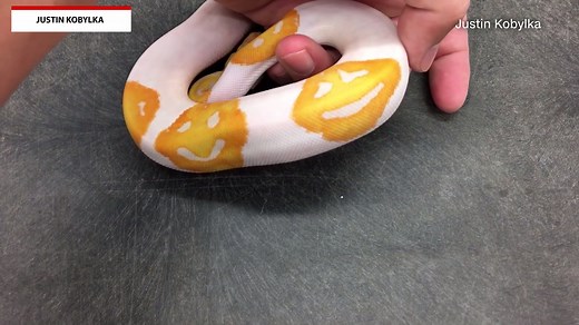 11M views · 312 reactions | A snake breeder accidentally bred a ball python with three smiling emoji markings on its back. | The National Desk - TND | Facebook