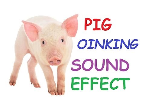 Pig Squeal Snort Oinking Oink Noises Scream Sounds Effect Loudly Wild Cartoon Video