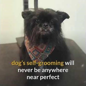 Top Best Trusted Local Just Pet Groomers Near Me for Pet Grooming in Warrenville IL