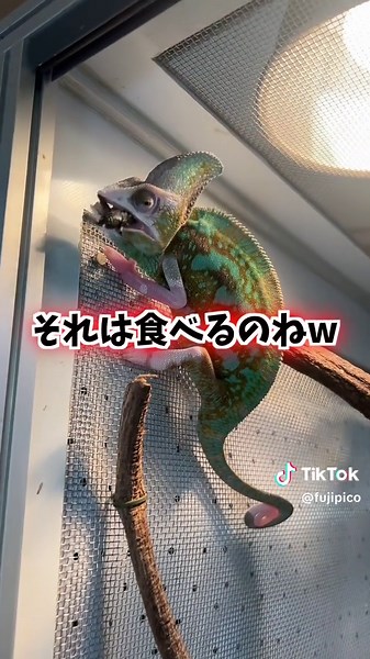 ヤンキーカメレオンの成長と魅力