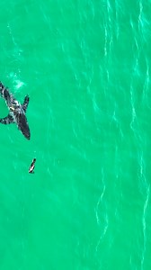 5.6M views · 67K reactions | Ever seen a bird poop on a great white sharks face as a defense mechanism? LOL By the way, you can see all my clips in 4K on my YouTube channel. | The Malibu Artist | Facebook