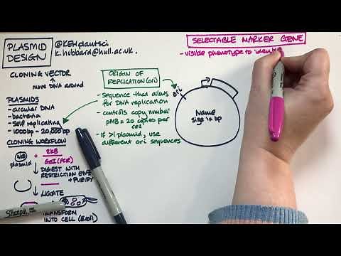 Plasmid design (bacterial expression vector)