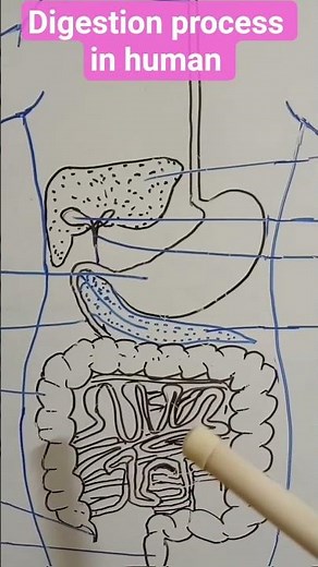 Digestion process in human.