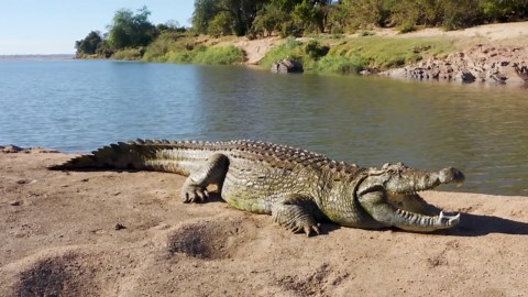 Wild World of Crocodiles: Drone's Eye View of Nature's Predators