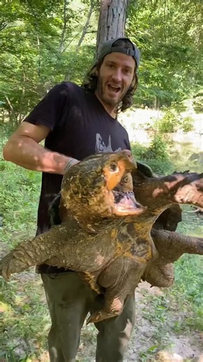 Let’s address some of these common but absolutely incorrect comments, starting with snapping turtles biting entire limbs off people. While there’s plenty of recorded cases of alligator snappers removing fingers (and anecdotal tales of commons also removing digits), no turtle has ever been recorded removing an arm or leg. That’s totally false and ridiculous. You certainly want to be careful around them anyway, and the best way to stay safe is leave them alone and let them enjoy being turtles. #al