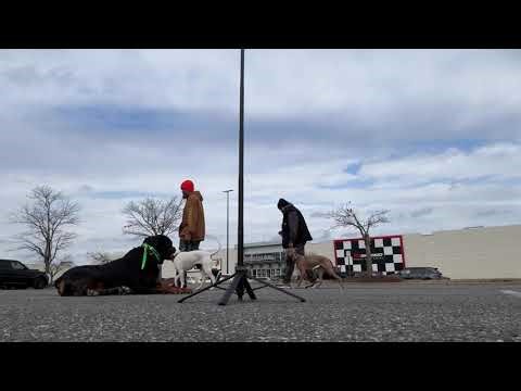 Dog training Manassas | behavior modification | puppy training | obedience school | OBKS