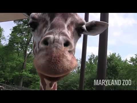 Giraffe Feeding at the Maryland Zoo