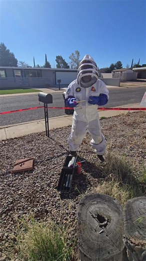 Removing Invasive Killer Bees: A Safety Guide