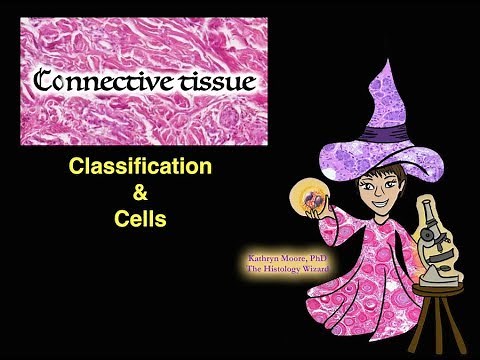 Connective Tissue: Classification and Cells