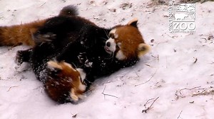 There's snow in Cincinnati! Lin the red panda and her cubs Hazel & Harriet are having SNOW much fun playing and somersaulting around today. Red pandas are cold climate animals ranging from the mountainous areas of southwestern China, to Nepal & northern Myanmar. | Cincinnati Zoo & Botanical Garden