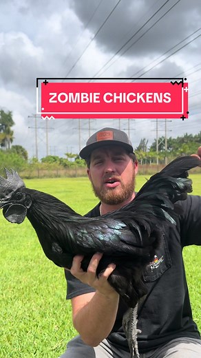 Have you ever heard of this breed? #ayamcemani #whiteleghorn #zombiechicken #chicken #homestead #southflorida #fyp #gardening