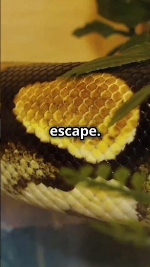 How a Python Eats Its Prey #python #eat #shorts #facts #wildlife #animals #trending #viralshorts