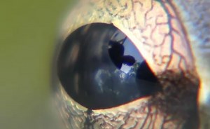 DIY MACRO LENS Hack