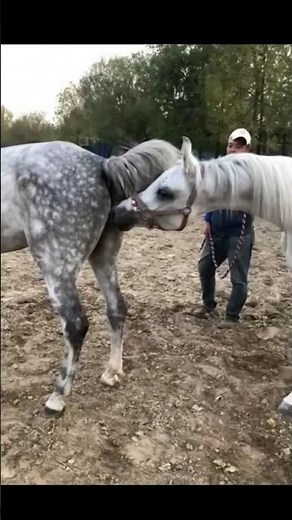 Horse Mating:🐎 Wild Stallion Breeding with Mare #horse #aniamls #shorts