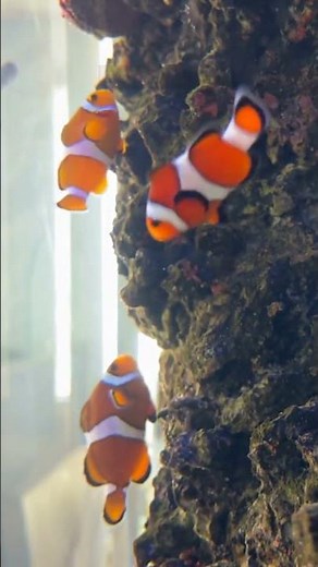 The World of Clownfish: Beyond Finding Nemo