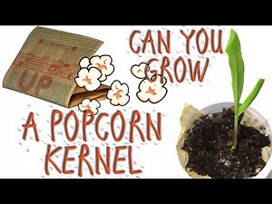 CAN YOU GROW A POPCORN KERNEL FROM A BAG OF POPCORN