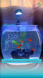 Quickly set up a desktop aquarium for Mickey platies.