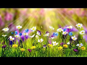 Free No Copyright Spring Flowers Butterflies Sunlight Sunrays Relaxing Background Screensaver