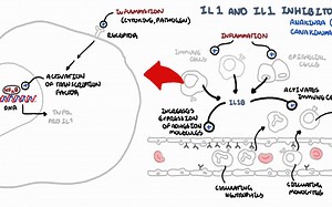 Immunology - Interleukin 1 (IL1) physiology and IL1 antagonist pharmacology