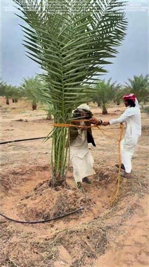 Tying Roots: How Palm Farmers Secure Tomorrow’s Canopy