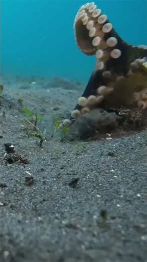 Sea Octopus - Predatory Marine Creatures !