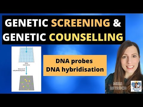 Genetic screening & Genetic counselling. A-level Biology. Use of DNA probes & DNA hybridisation.