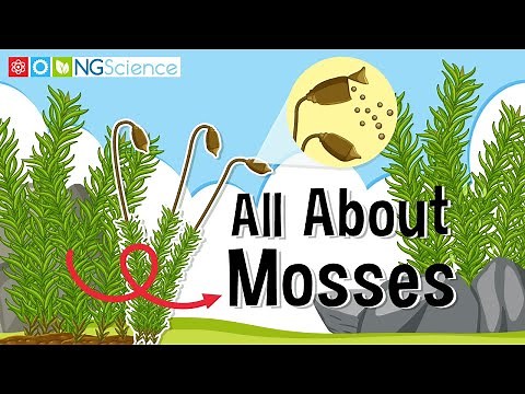 All About Mosses
