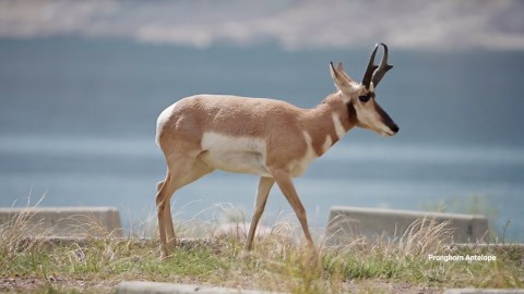 Incredible Footage of the Fastest Animals on the Planet