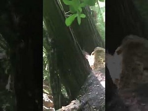 The life of Osmose utilities