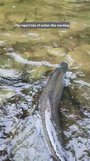 9/4/25 Salmon River Fishing Report #fishing #salmon