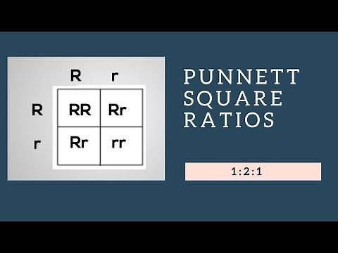 Genotypic Ratios and Phenotypic Ratios for Punnett Squares
