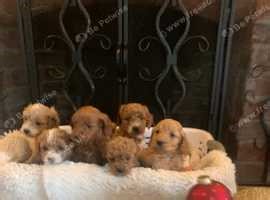 8 cockapoo puppies F1B - £850