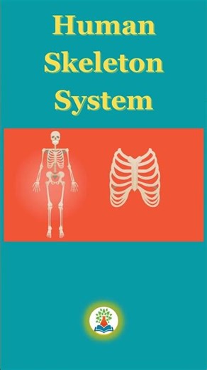Human skeleton System | How are 206 bones divided? What are the 7 types of bones?