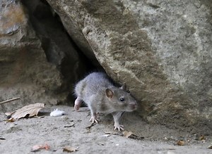 'Perfect rat storm': Ontario cities seek ways to fight increasingly visible rats