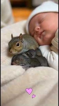 Heartwarming Squirrel Rescue: Orphan Baby Grows Up & Starts a Family