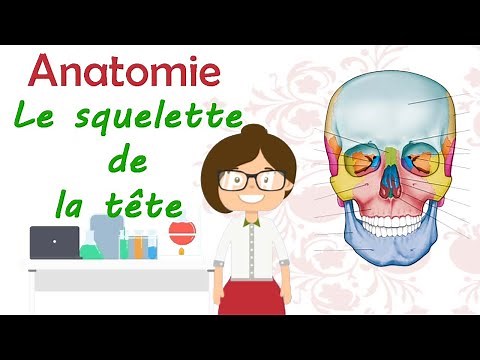 Anatomie | Apprendre tout les os de la tete dans 1 seul vidéo ostéologie du crane 2éme année médecin