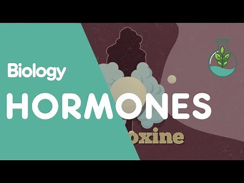 What Are Hormones | Physiology | Biology | FuseSchool