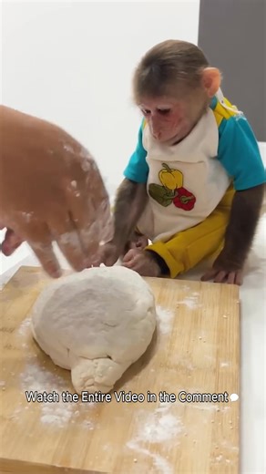 Cubis, the Master Chef, learns to bake alongside his father! | Monkey TV