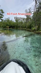 119K views · 264 reactions | I think that was the #longest #snake #anaconda ever seen in #florida | DarkLab | Facebook