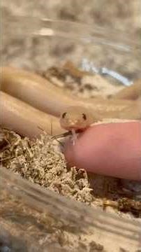 What I Feed My TERRIFYING Snake Buttercup… #snake #reptiles #animals #pets #cuteanimals